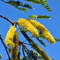 Prosopis juliflora, Mesquite